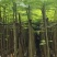 凤凰树3～5公分基地直销大小规格齐全欢迎老板来电洽谈合作