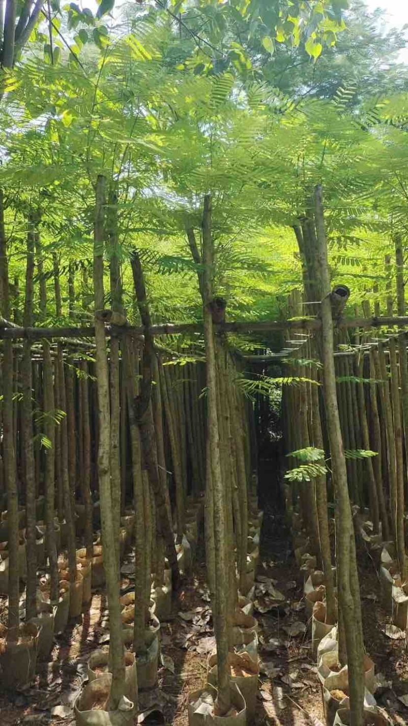 凤凰树3～5公分基地直销大小规格齐全欢迎老板来电洽谈合作