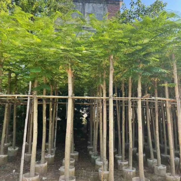 凤凰树3～5公分基地直销大小规格齐全欢迎老板来电洽谈合作