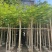 凤凰树3～5公分基地直销大小规格齐全欢迎老板来电洽谈合作