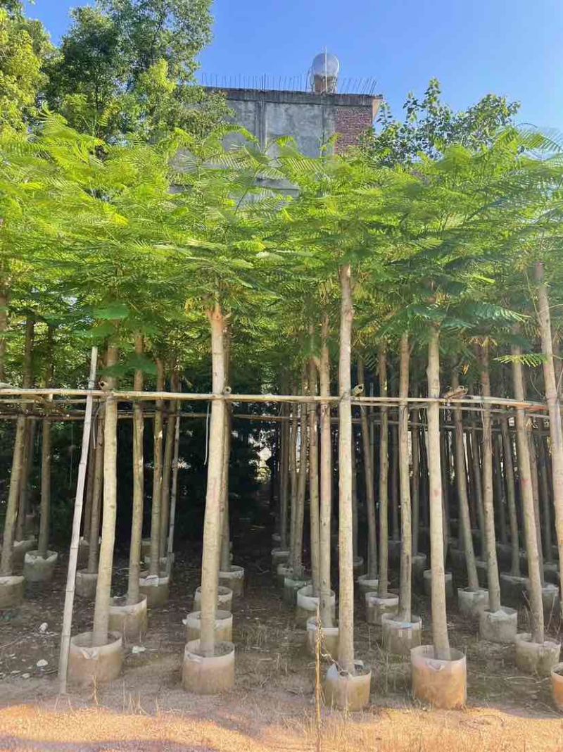 凤凰树3～5公分基地直销大小规格齐全欢迎老板来电洽谈合作