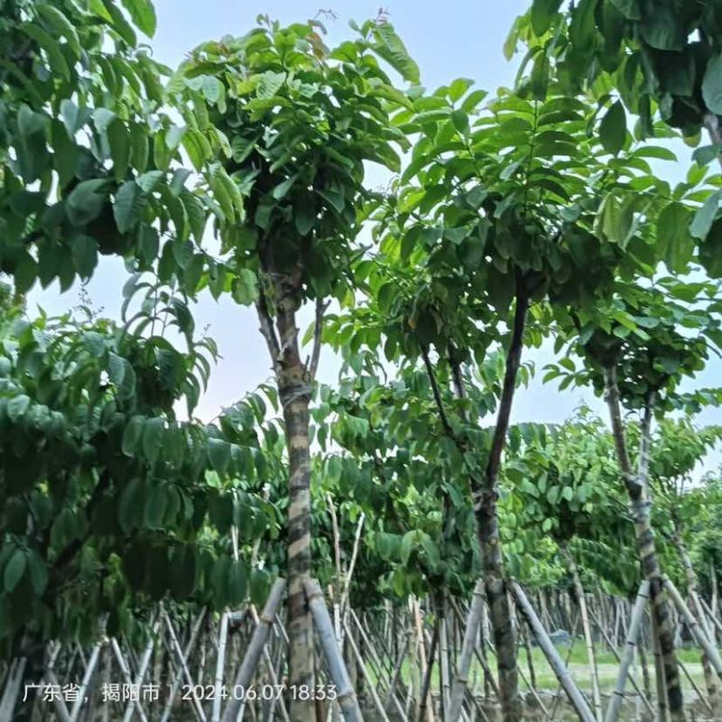 截杆骨架大叶紫薇5～8公分基地直销大小规格齐全