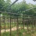 截杆骨架大叶紫薇5～8公分基地直销大小规格齐全