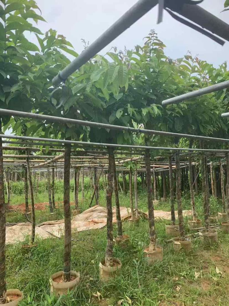 截杆骨架大叶紫薇5～8公分基地直销大小规格齐全