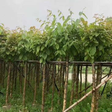 截杆骨架大叶紫薇5～8公分基地直销大小规格齐全