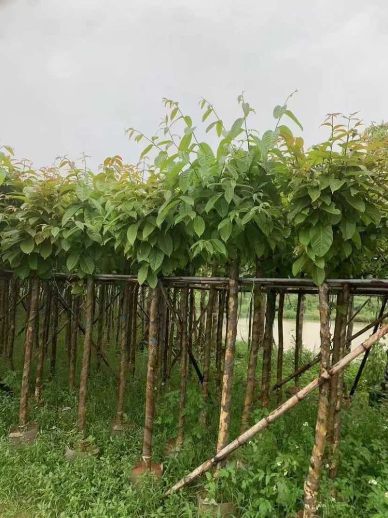 截杆骨架大叶紫薇5～8公分基地直销大小规格齐全