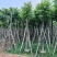 截杆骨架大叶紫薇5～8公分基地直销大小规格齐全