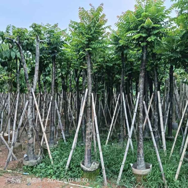 截杆骨架大叶紫薇5～8公分基地直销大小规格齐全