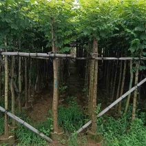 火焰木5～15公分基地直销大小规格齐全欢迎老板来电咨询