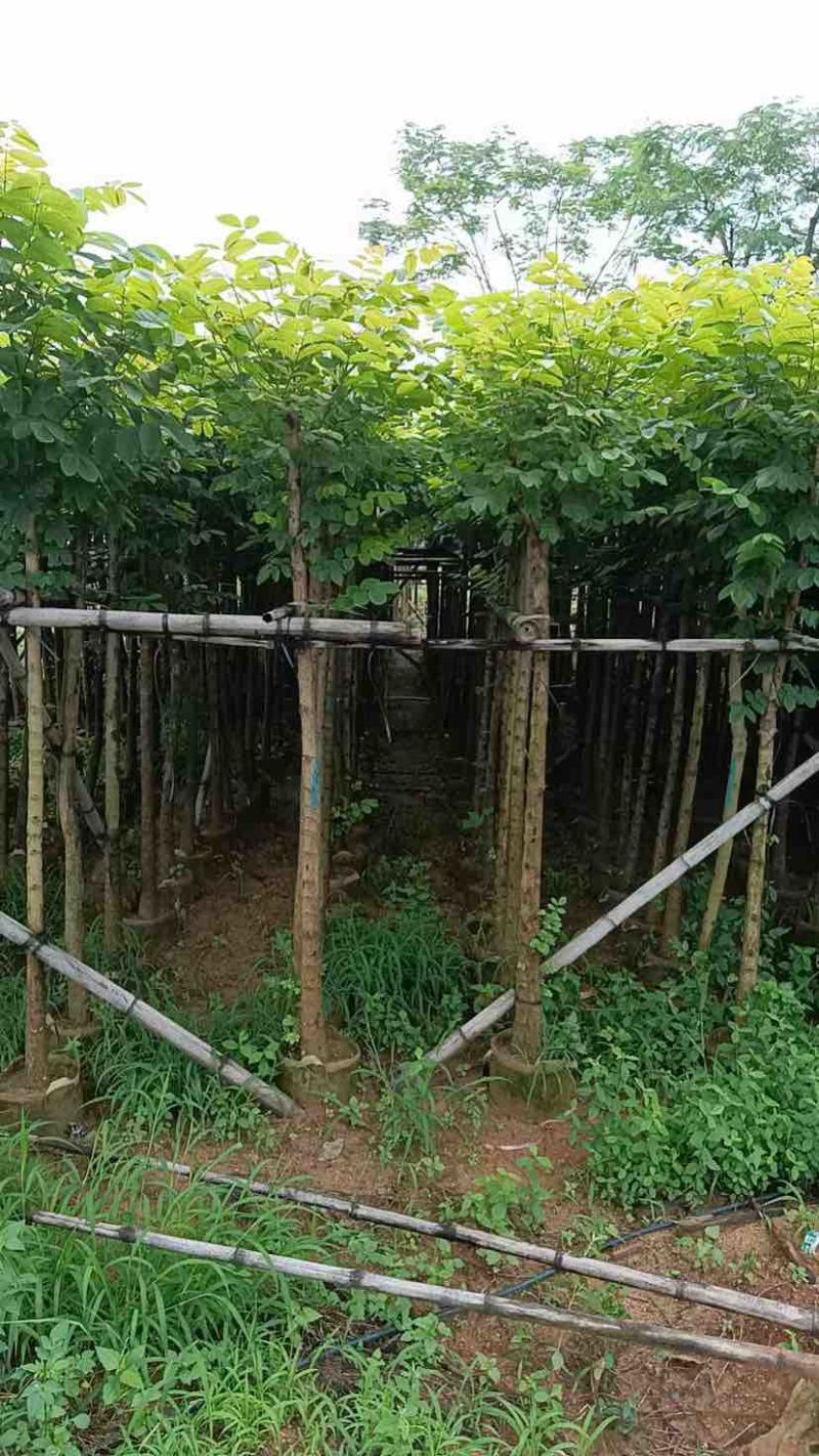 火焰木5～15公分基地直销大小规格齐全欢迎老板来电咨询