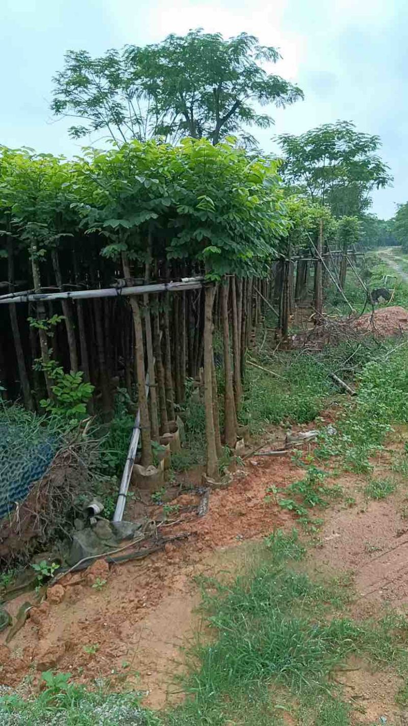 火焰木5～15公分基地直销大小规格齐全欢迎老板来电咨询