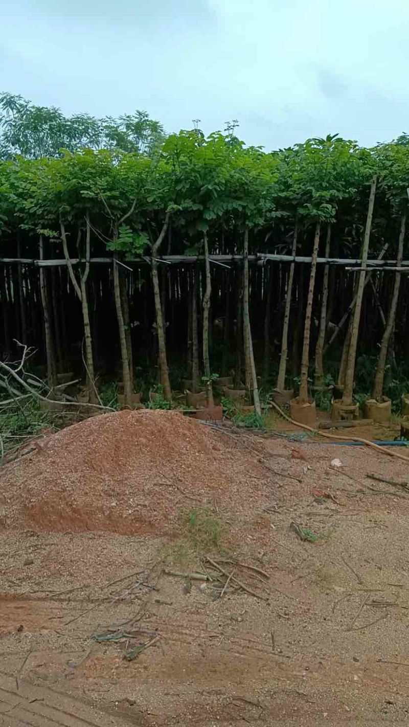 火焰木5～15公分基地直销大小规格齐全欢迎老板来电咨询