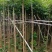 火焰木5～15公分基地直销大小规格齐全欢迎老板来电咨询