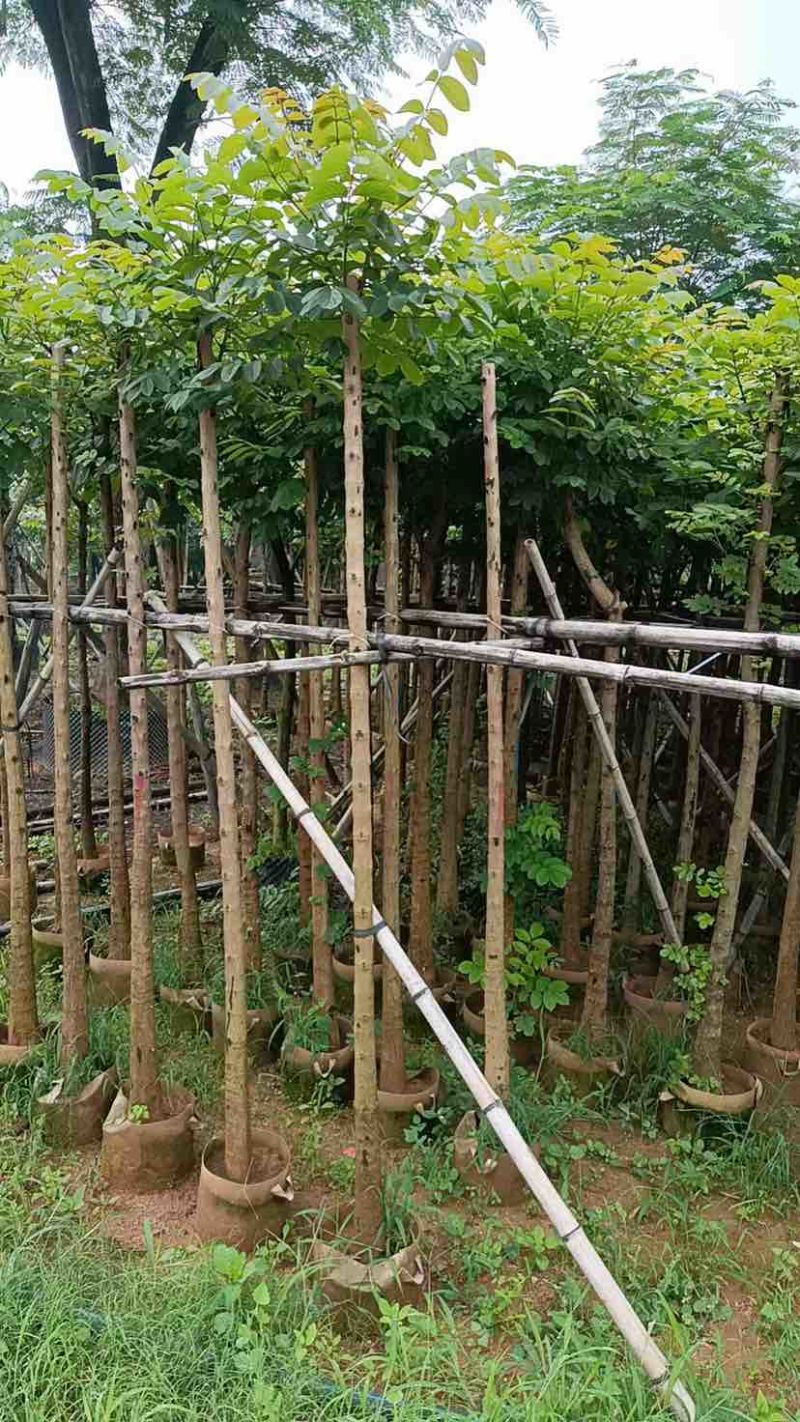 火焰木5～15公分基地直销大小规格齐全欢迎老板来电咨询