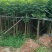 火焰木5～15公分基地直销大小规格齐全欢迎老板来电咨询