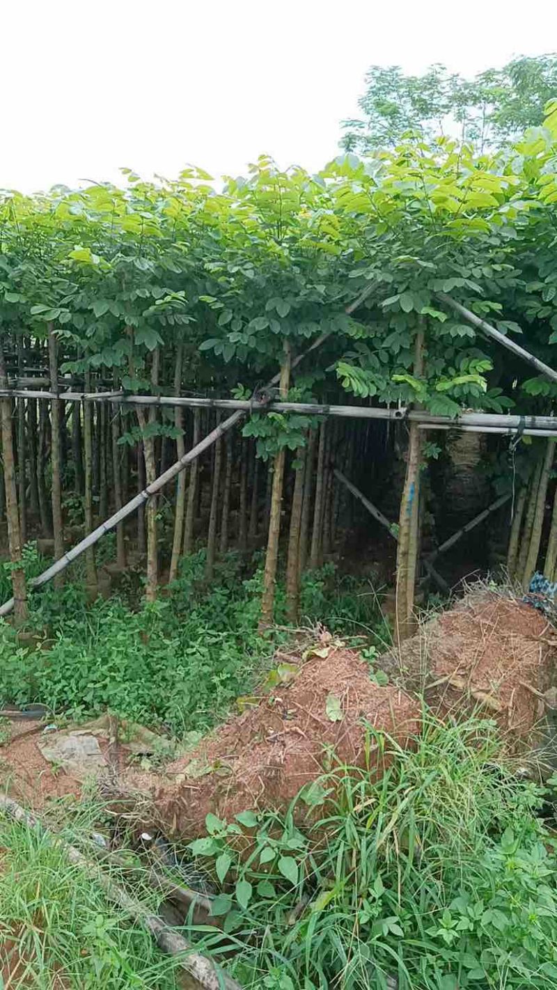 火焰木5～15公分基地直销大小规格齐全欢迎老板来电咨询