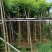 火焰木5～15公分基地直销大小规格齐全欢迎老板来电咨询