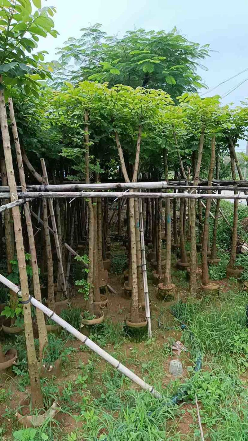 火焰木5～15公分基地直销大小规格齐全欢迎老板来电咨询