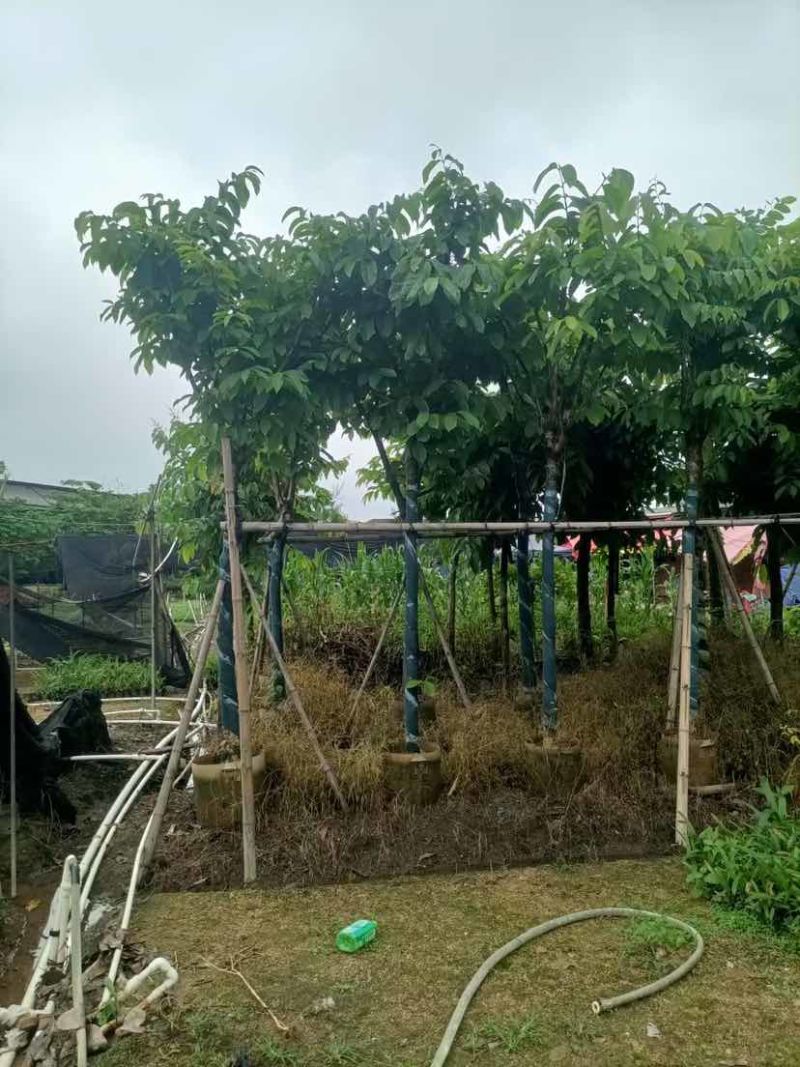 大叶紫薇7～15公分基地直销大小规格齐全欢迎老板来电洽谈
