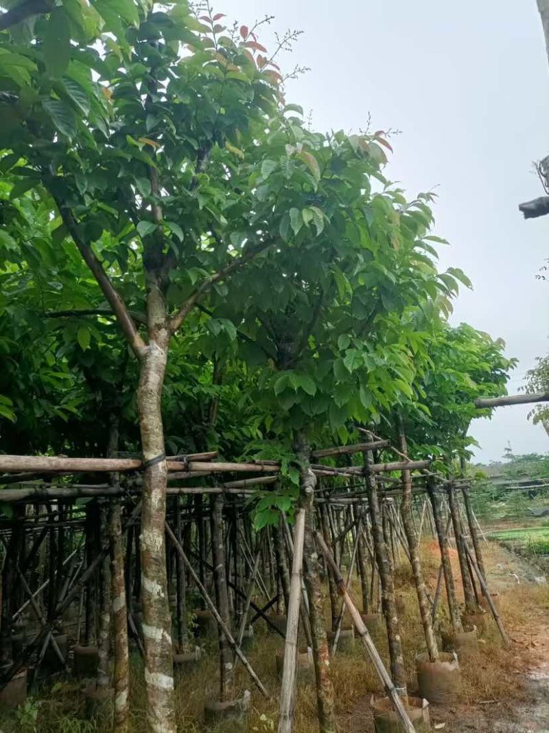 大叶紫薇7～15公分基地直销大小规格齐全欢迎老板来电洽谈
