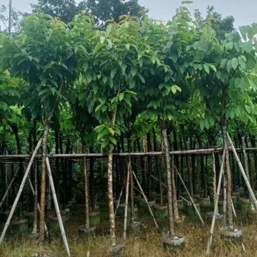 大叶紫薇7～15公分基地直销大小规格齐全欢迎老板来电洽谈