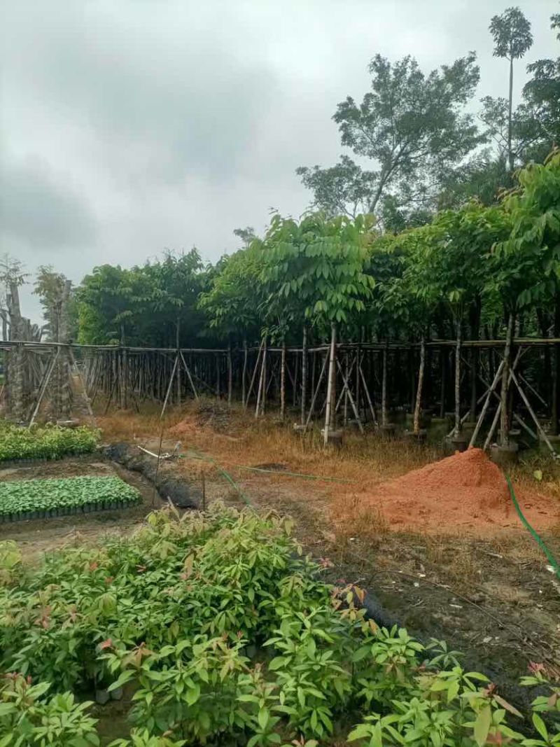 大叶紫薇7～15公分基地直销大小规格齐全欢迎老板来电洽谈