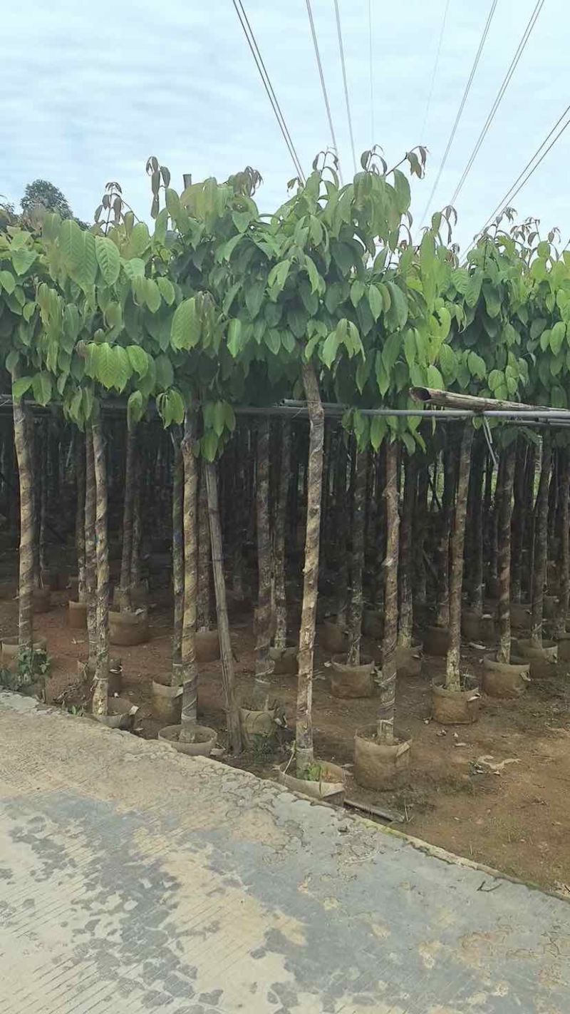 大叶紫薇5～15公分基地直销大小规格齐全欢迎老板来电洽谈