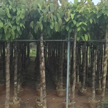 大叶紫薇5～15公分基地直销大小规格齐全欢迎老板来电洽谈