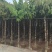 大叶紫薇5～15公分基地直销大小规格齐全欢迎老板来电洽谈