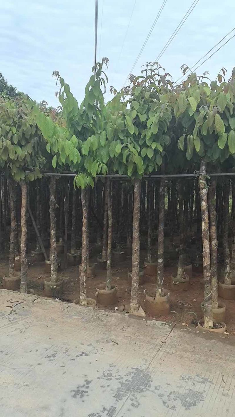 大叶紫薇5～15公分基地直销大小规格齐全欢迎老板来电洽谈