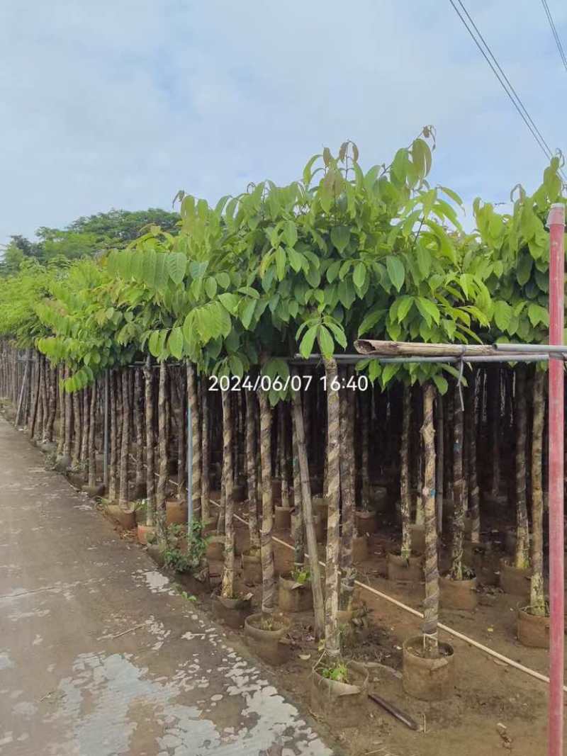 大叶紫薇5～8公分基地直销大小规格齐全欢迎老板来电洽谈