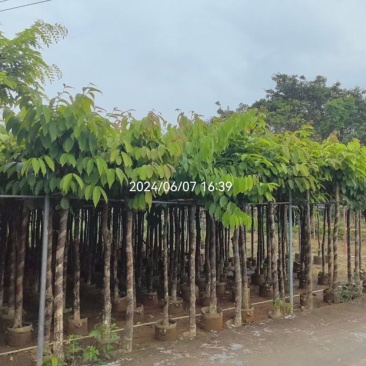 大叶紫薇5～8公分基地直销大小规格齐全欢迎老板来电洽谈
