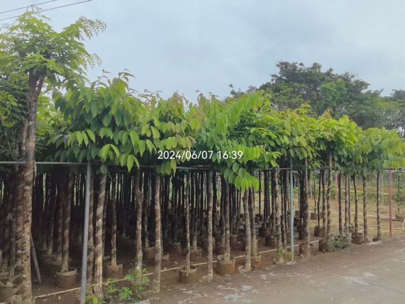 大叶紫薇5～8公分基地直销大小规格齐全欢迎老板来电洽谈