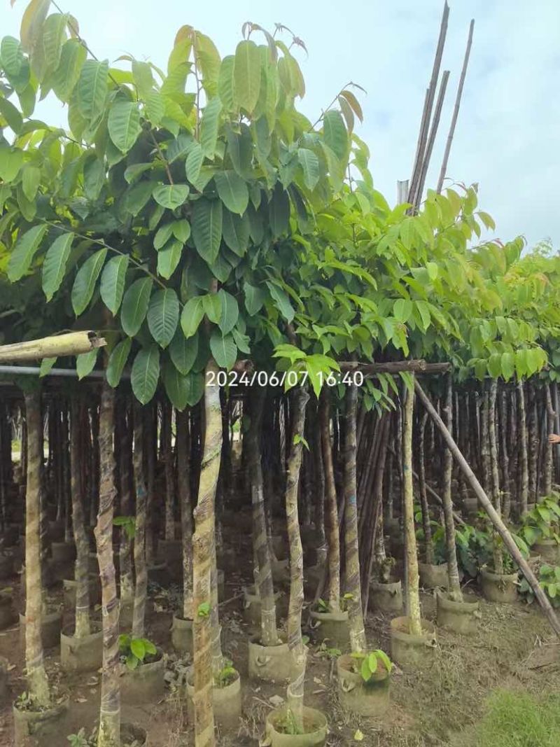 大叶紫薇5～8公分基地直销大小规格齐全欢迎老板来电洽谈