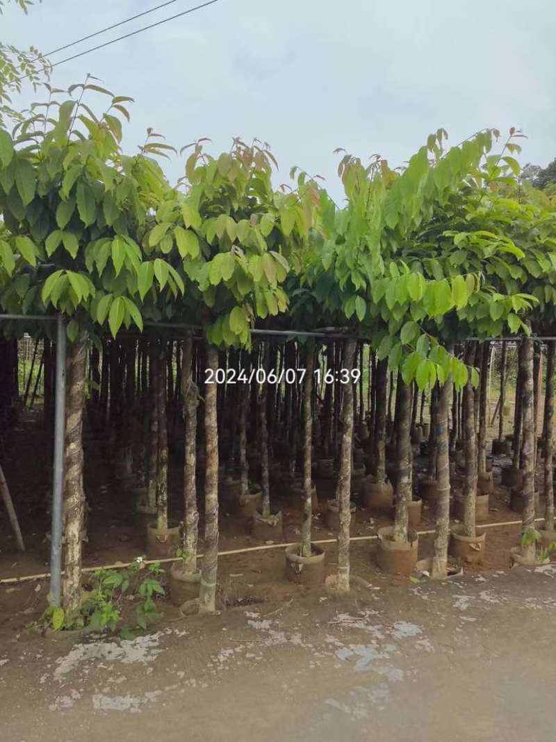 大叶紫薇5～8公分基地直销大小规格齐全欢迎老板来电洽谈