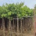 大叶紫薇5～8公分基地直销大小规格齐全欢迎老板来电洽谈