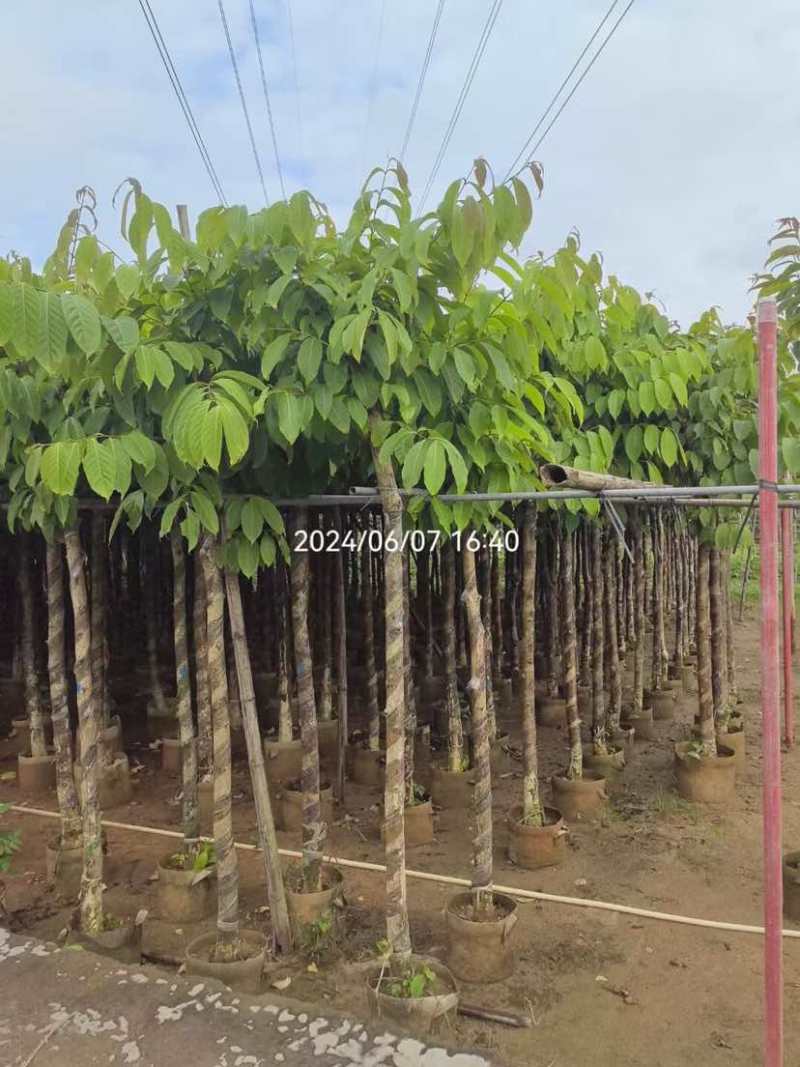 大叶紫薇5～8公分基地直销大小规格齐全欢迎老板来电洽谈