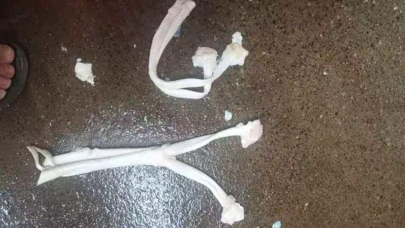 蹄筋人字筋