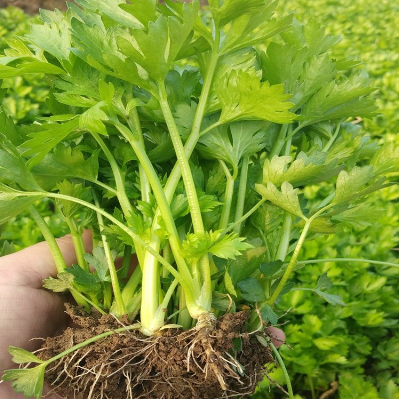 精品地拔芹菜苗一级货包成活种植技术指导。基地直发价格便宜