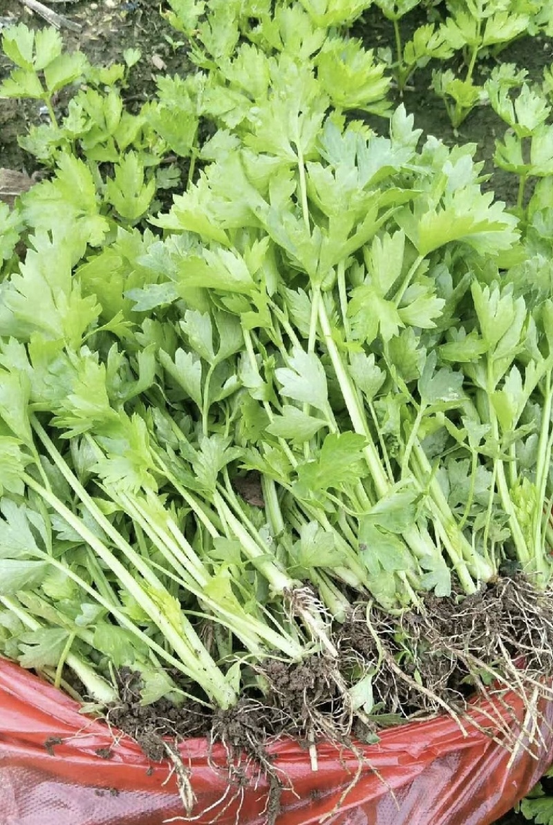 精品地拔芹菜苗一级货包成活种植技术指导。基地直发价格便宜