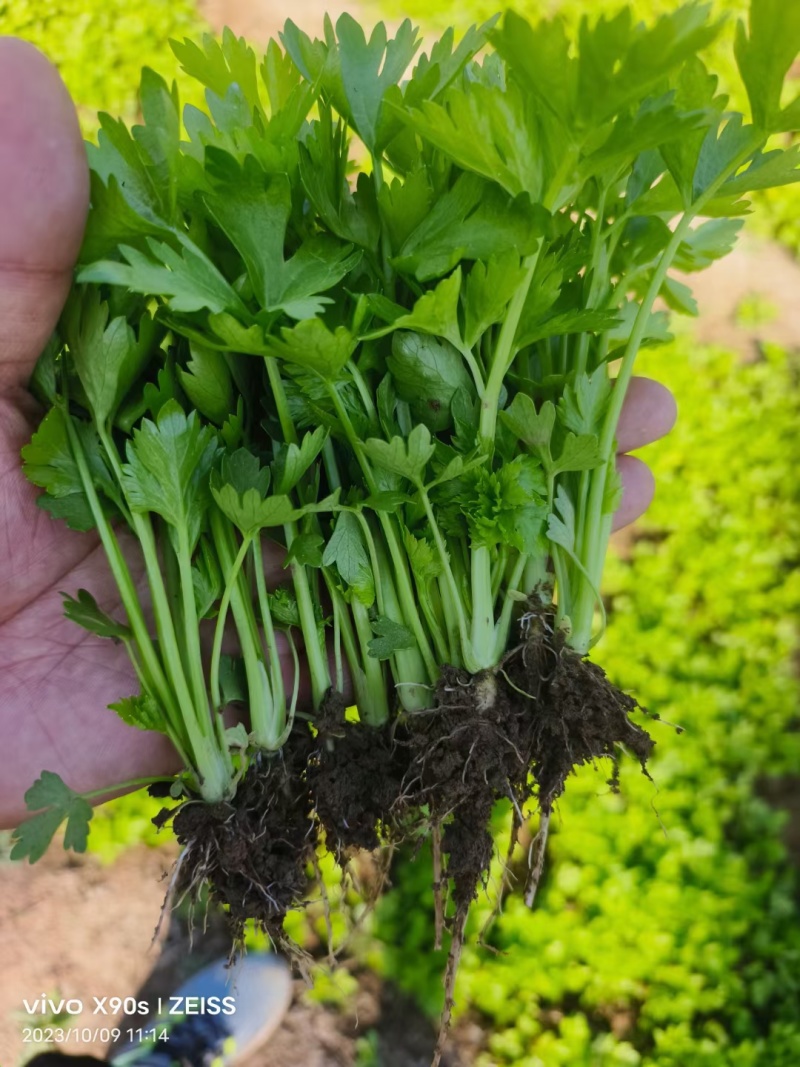 精品地拔芹菜苗一级货包成活种植技术指导。基地直发价格便宜