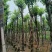 宫粉紫荆8～15公分基地直销大小规格齐全欢迎老板来电咨询