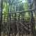 宫粉紫荆8～15公分基地直销大小规格齐全欢迎老板来电咨询