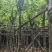 宫粉紫荆8～15公分基地直销大小规格齐全欢迎老板来电咨询