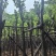 宫粉紫荆8～15公分基地直销大小规格齐全欢迎老板来电咨询