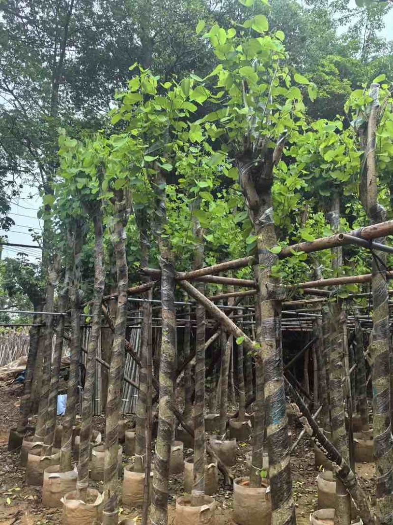 宫粉紫荆8～15公分基地直销大小规格齐全欢迎老板来电咨询