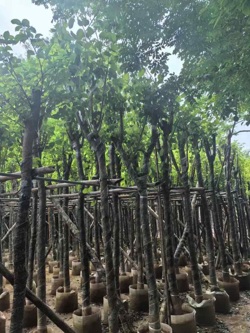 宫粉紫荆8～15公分基地直销大小规格齐全欢迎老板来电咨询
