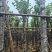 宫粉紫荆8～15公分基地直销大小规格齐全欢迎老板来电咨询