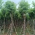 宫粉紫荆8～15公分基地直销大小规格齐全欢迎老板来电咨询