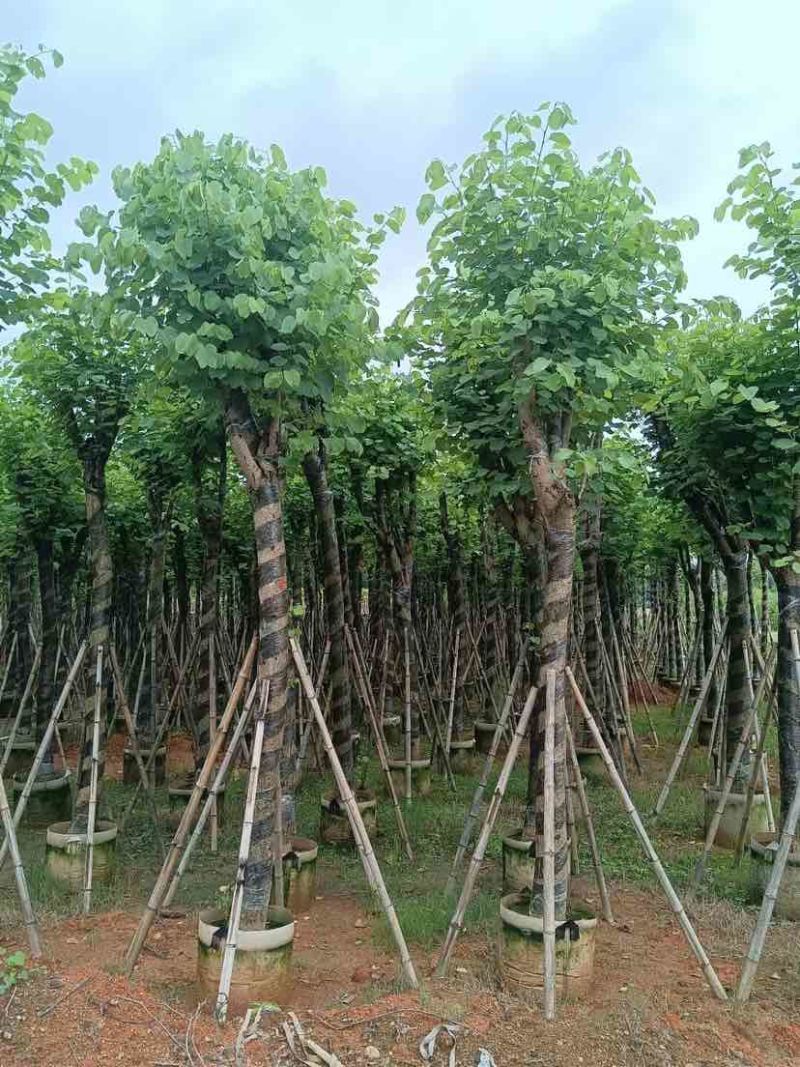 宫粉紫荆8～15公分基地直销大小规格齐全欢迎老板来电咨询